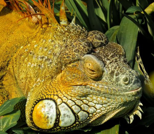 iguana close reptile