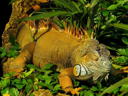 iguana close reptile