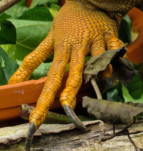 iguana claw finger