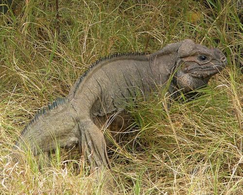 iguana nature outside