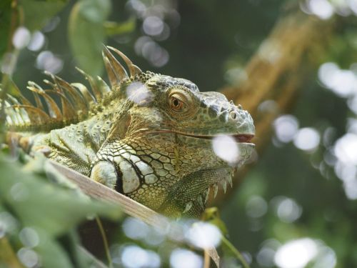 iguana reptile nature