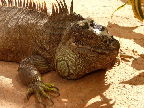 iguana reptile lizard