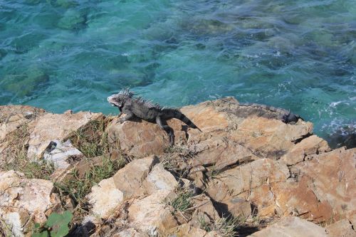 iguana lizard reptile