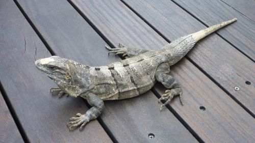 iguana animals reptile