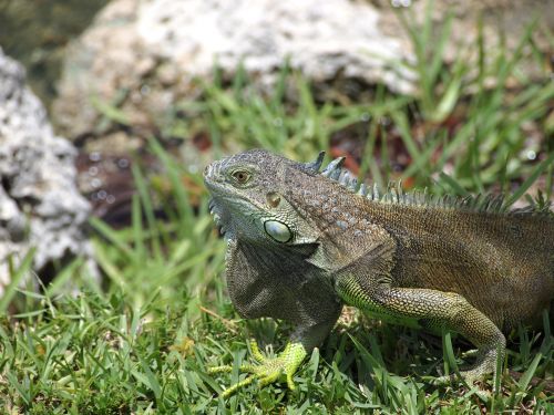 Iguana By Lake