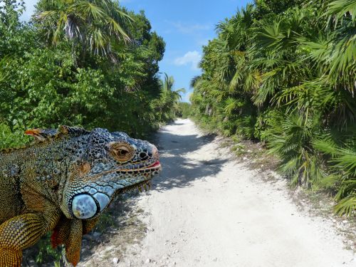 Iguana Loose On A Path