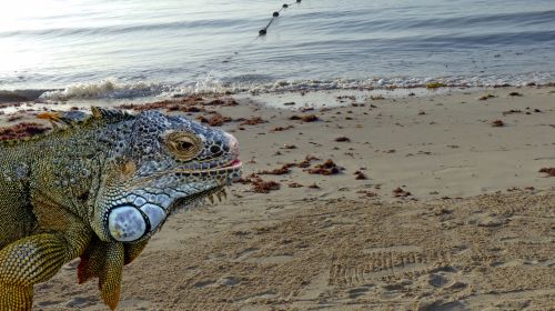 Iguana Loose On Beach