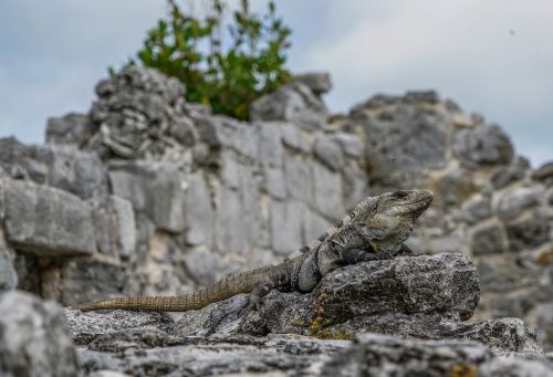 iguanas lizards el ray