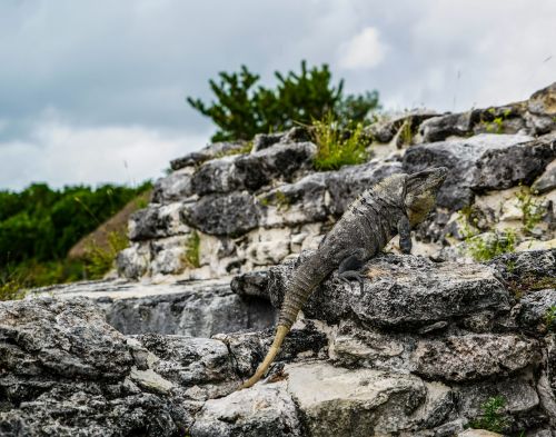 iguanas lizards el ray