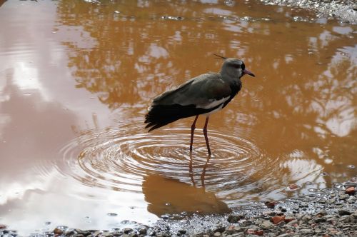 iguazu nature birds