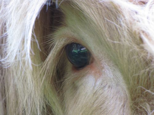 Highland Cow Eye