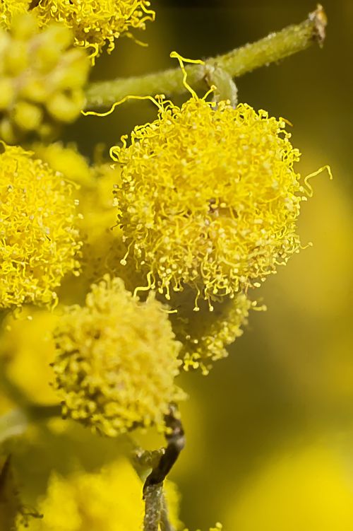 The Flower Of The Mimosa