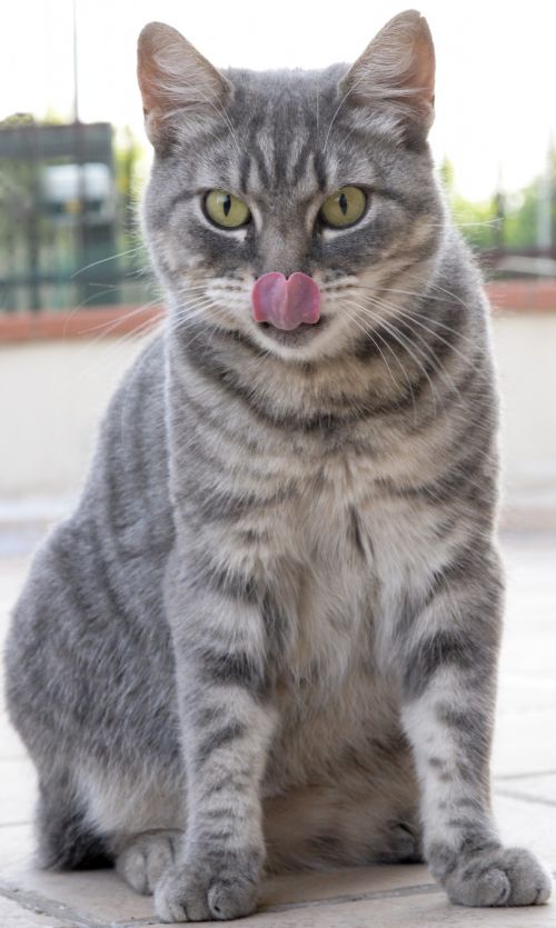 The Cat Licking