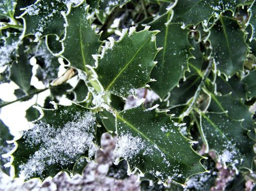 ilex hoarfrost winter