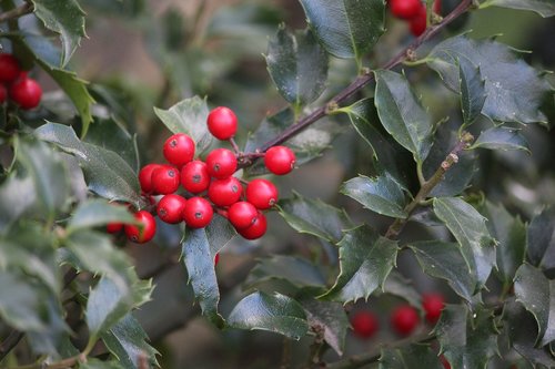 ilex  berries  red