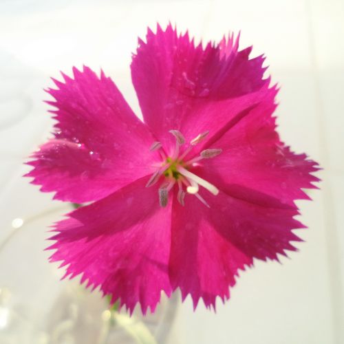 œillet flower plant
