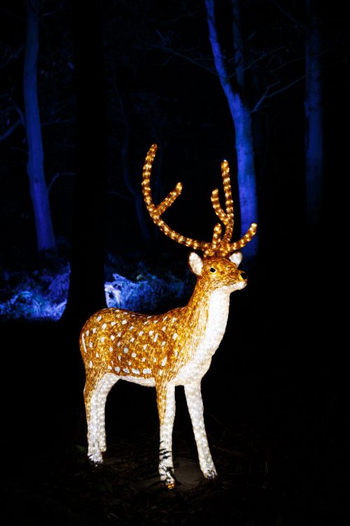Illuminated Reindeer