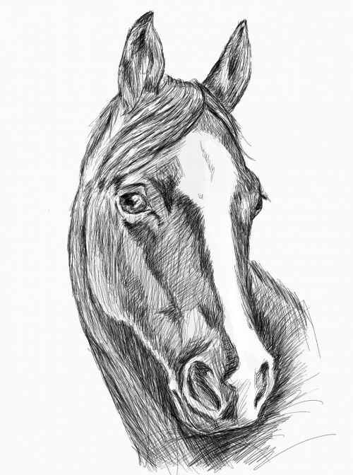 illustration horse horsehead