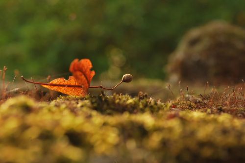 illustration moss autumn
