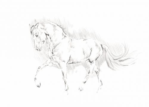 illustration horse animal