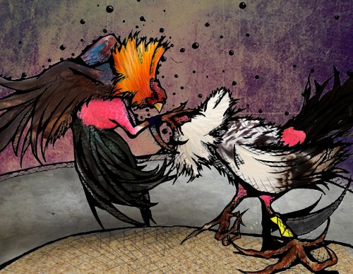 illustration roosters fight