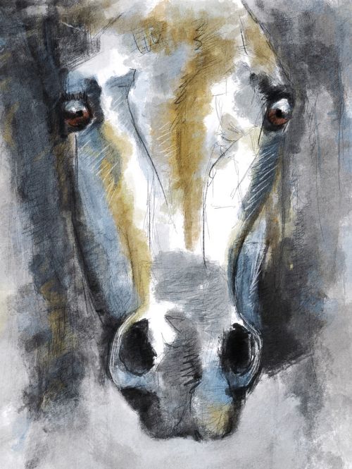illustration horse animal