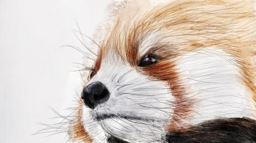 illustration red panda the zoo