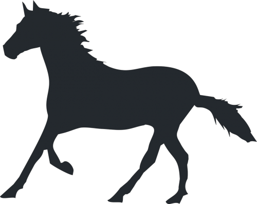 illustration the silhouette stallion