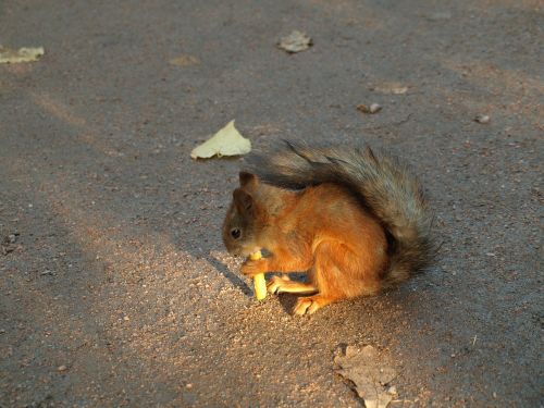 белка squirrel nature