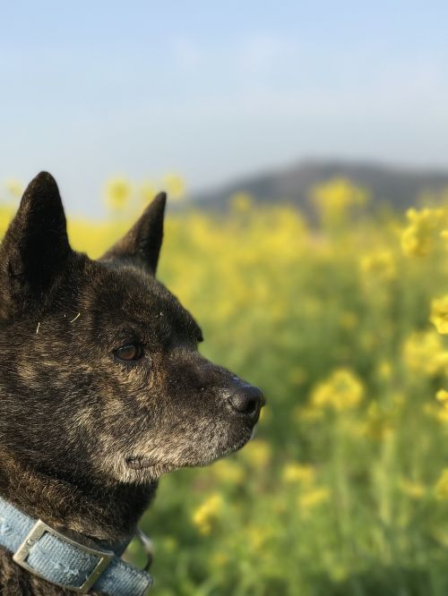 甲斐犬 7-year-old rape blossoms