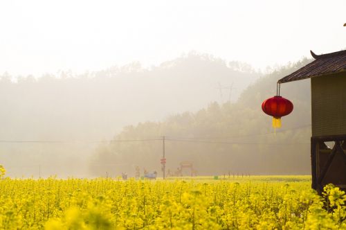 风景 清新 花