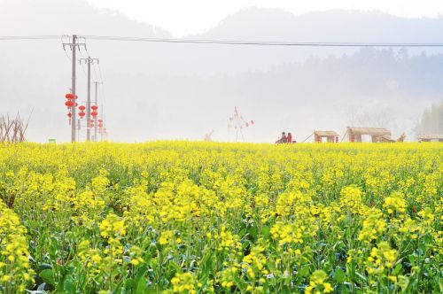 风景 春天 清新