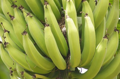 image bananas thebaid