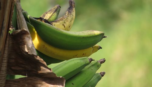 image nature banana