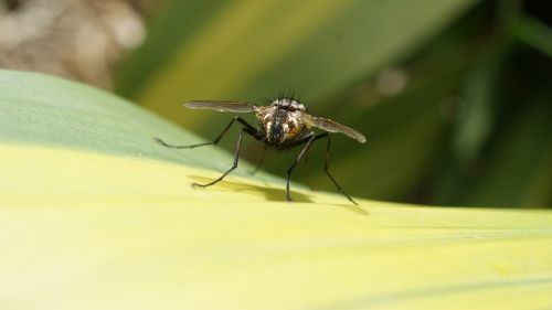 image insect fly