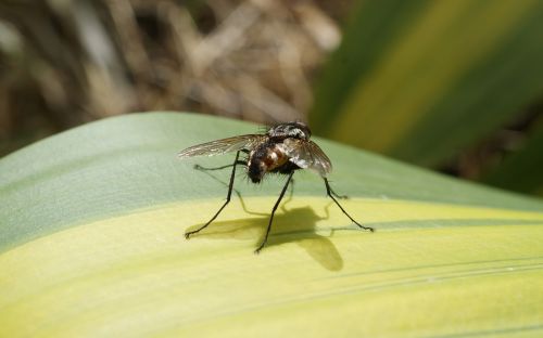 image insect fly