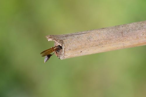 image insect macro wasp