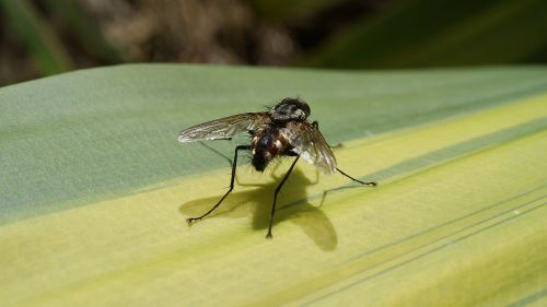 image insect macro fly