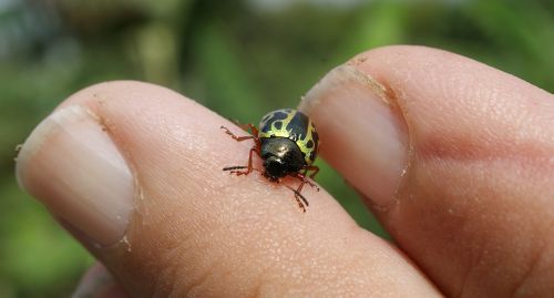 image insect ladybug