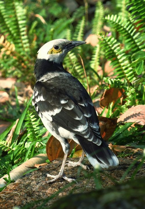 黑领椋鸟 bird wildlife