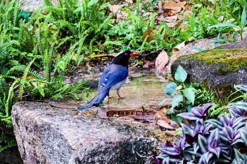 红嘴蓝鹊  nature  garden