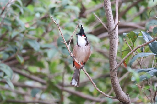 红耳鹎  nature  bird
