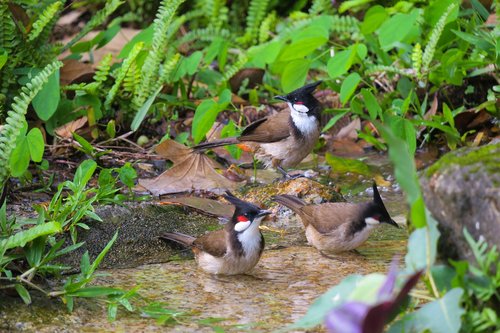 红耳鹎  nature  bird