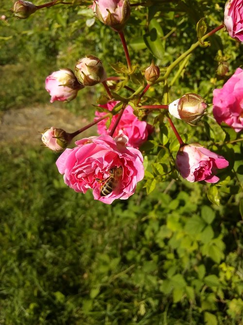 роза  rose  flowers