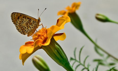 πεταλούλα  flower  summer