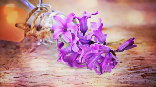 image flower hyacinth