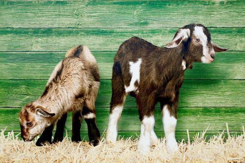 image goats young animals
