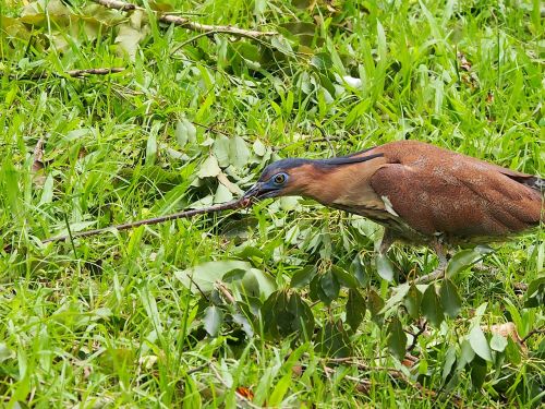 鷺 black-crowned 覓 food