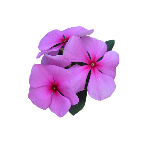 image cropped cutout pink flowers