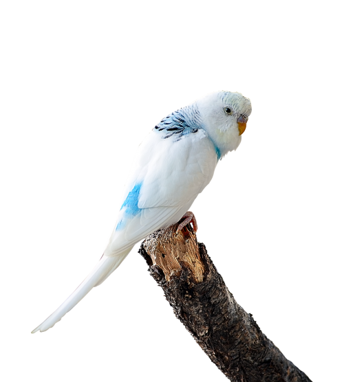 image cropped parakeet white budgie